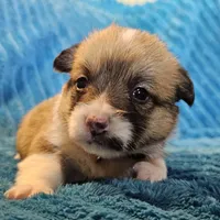 Stella , a female Pembroke Welsh Corgi for sale in Home, WA – 2 of 6