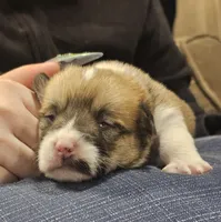 Stella , a female Pembroke Welsh Corgi for sale in Home, WA – 4 of 6