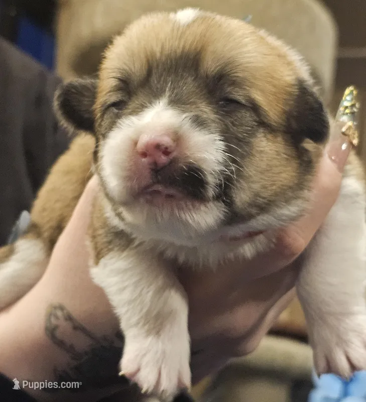 Stella  – Pembroke Welsh Corgi puppy for sale in Home, WA