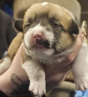 Stella , a female Pembroke Welsh Corgi for sale in Home, WA – 3 of 6