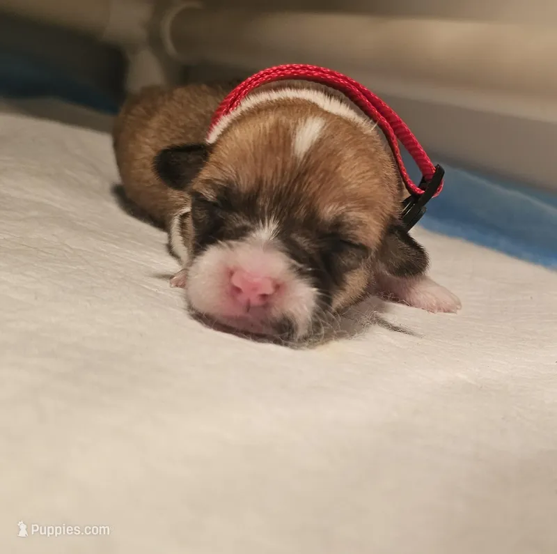 Stella  – Pembroke Welsh Corgi puppy for sale in Home, WA