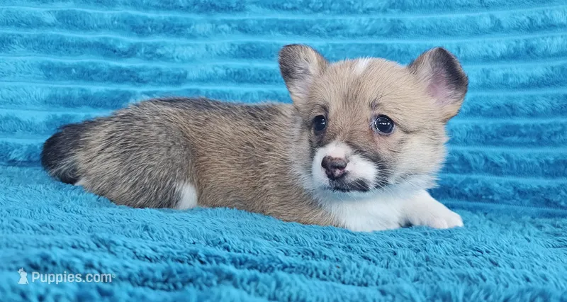 Stella  – Pembroke Welsh Corgi puppy for sale in Home, WA