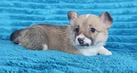 Stella , a female Pembroke Welsh Corgi for sale in Home, WA – 1 of 6