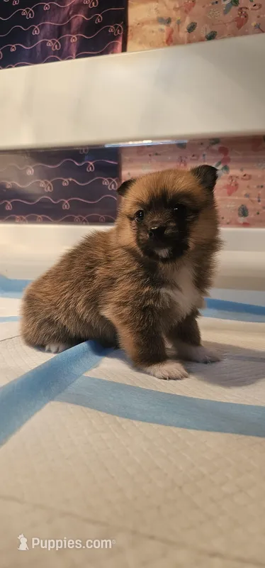 Kiara – Pembroke Welsh Corgi, Pomeranian puppy for sale in Home, WA