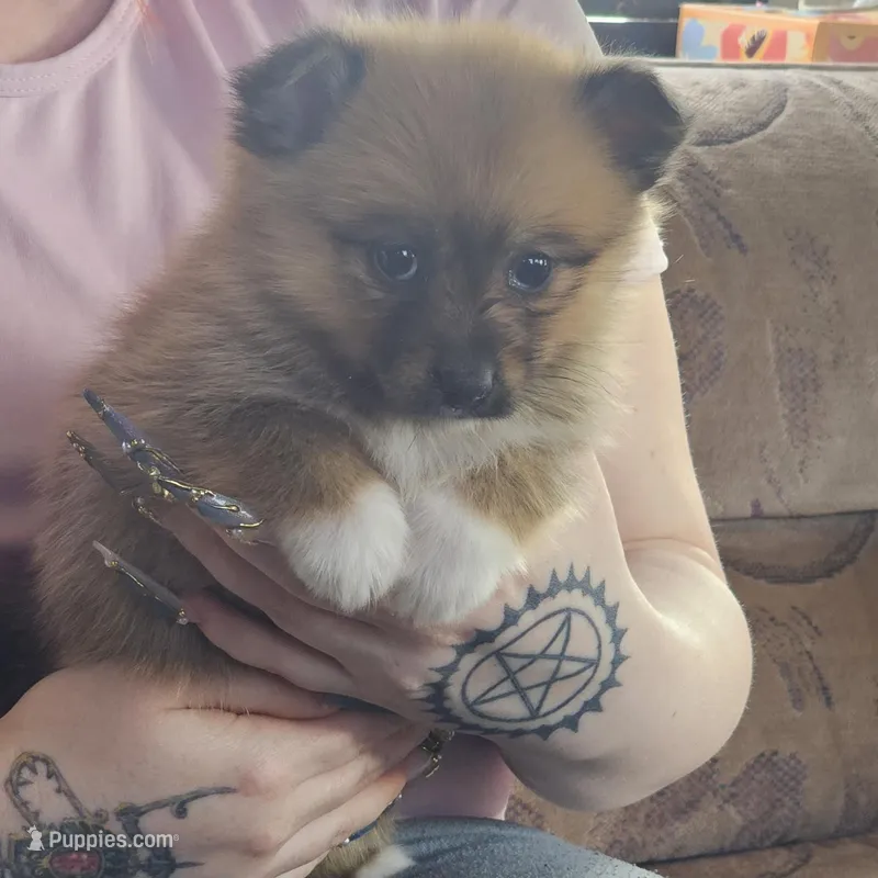 Kiara – Pembroke Welsh Corgi, Pomeranian puppy for sale in Home, WA