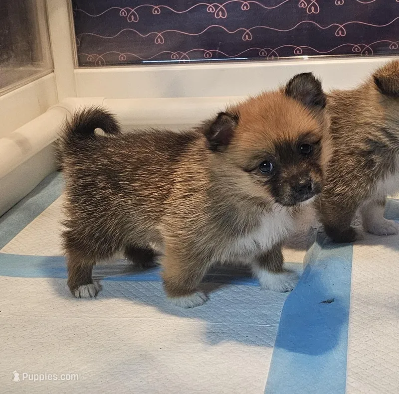 Kiara – Pembroke Welsh Corgi, Pomeranian puppy for sale in Home, WA