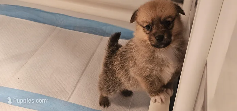 Simba – Pembroke Welsh Corgi, Pomeranian puppy for sale in Home, WA