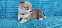 Nova, a female Pembroke Welsh Corgi for sale in Home, WA – 2 of 7