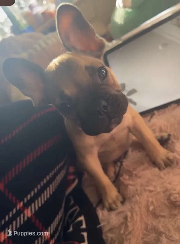 Charlie – French Bulldog puppy for sale in Palo Alto, CA