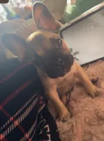 Charlie, a male French Bulldog for sale in Palo Alto, CA – 1 of 4