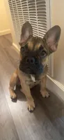 Charlie, a male French Bulldog for sale in Palo Alto, CA – 3 of 4