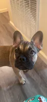 Charlie, a male French Bulldog for sale in Palo Alto, CA – 4 of 4