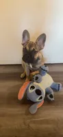 Charlie, a male French Bulldog for sale in Palo Alto, CA – 2 of 4