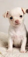 CKC Tiny , a male Chihuahua for sale in Castle Hayne, NC – 3 of 9