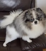 AKC Coco, a female Pomeranian for sale in Wilmington, NC – 5 of 5