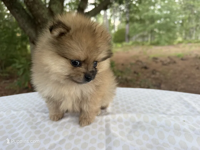 Indigo – Pomeranian puppy for sale in Swansboro, NC