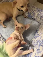 Finley, a female Chihuahua for sale in Castle Hayne, NC – 2 of 5