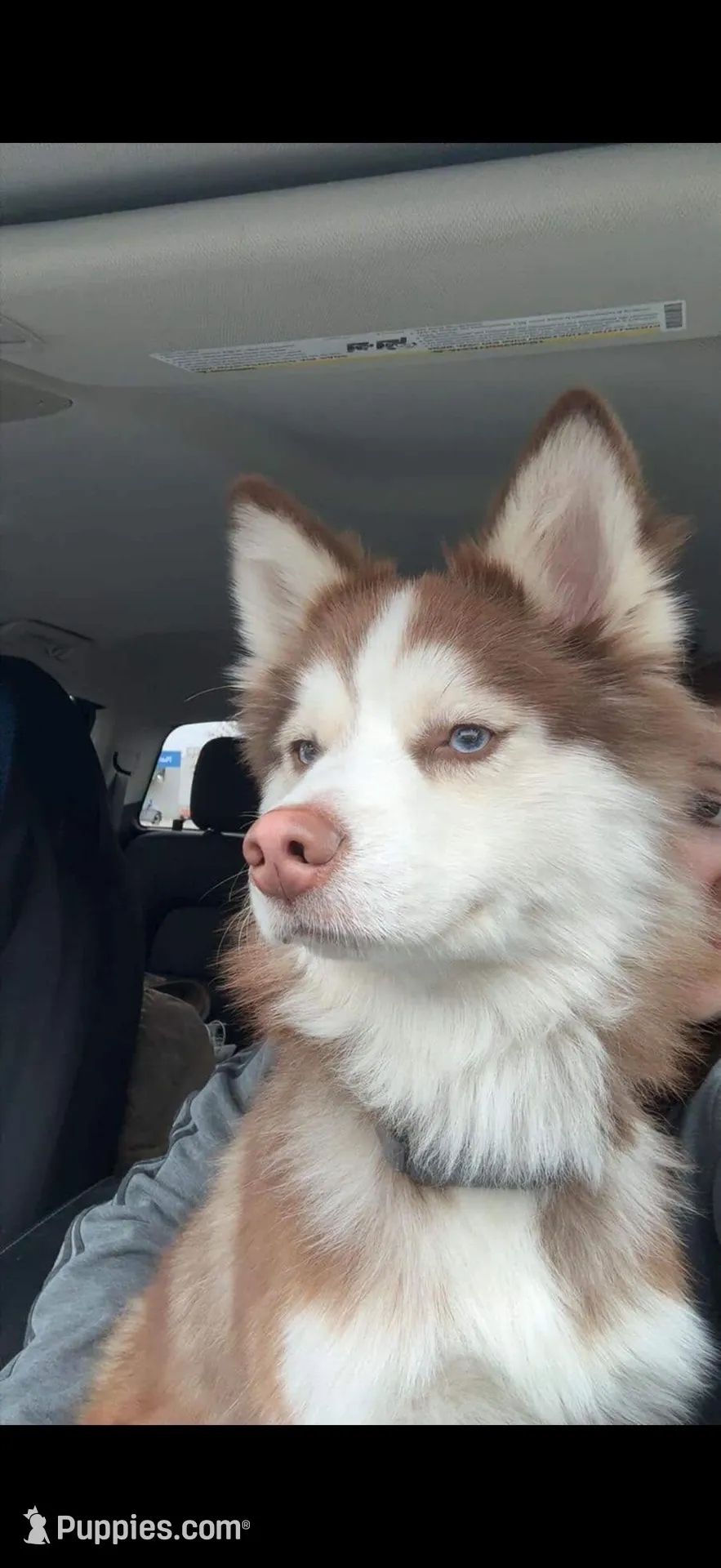 Kosmo Pending, a male Pomsky for sale in Swansboro, NC – 4 of 4