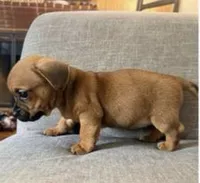 Tank, a male Chihuahua and Miniature Dachshund for sale in Wilmington, NC – 2 of 3