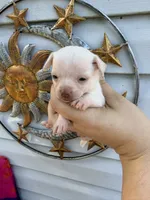 CKC Chico, a male Chihuahua for sale in Hubert, NC – 3 of 4