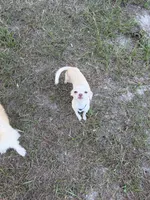 Finley - 3.5 Lbs , a female Chihuahua for sale in Castle Hayne, NC – 2 of 4