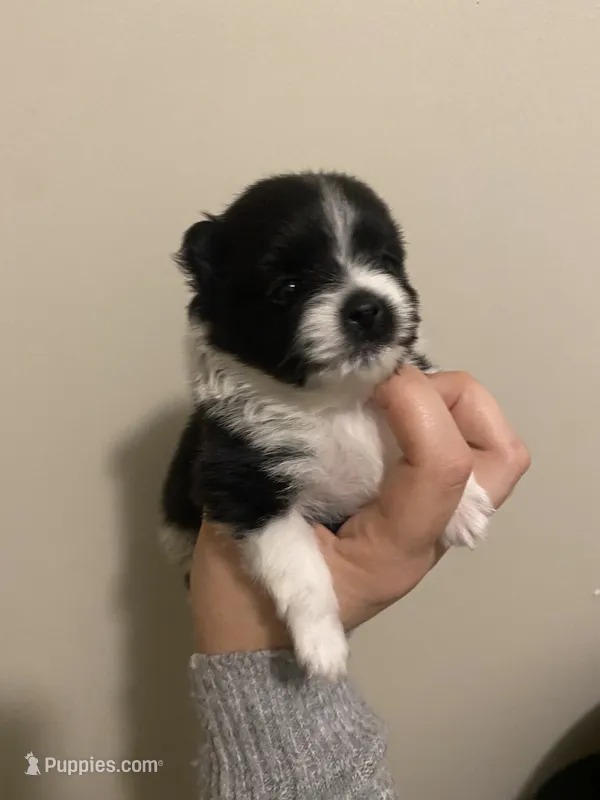 Pending – Pomeranian puppy on hold in Swansboro, NC