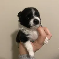 Pending, a female Pomeranian for sale in Swansboro, NC – Photo 1 of 3