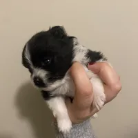 Pending, a female Pomeranian for sale in Swansboro, NC – Photo 3 of 3