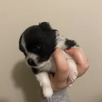 Pending, a female Pomeranian for sale in Swansboro, NC – Photo 2 of 3