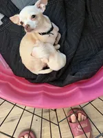 Finley, a female Chihuahua for sale in Castle Hayne, NC – 5 of 5