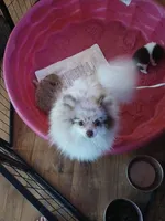Babygirl, a female Pomeranian for sale in Swansboro, NC – 2 of 3