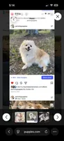 AKC Bear , a female Pomeranian for sale in Wading River, NY – 4 of 6