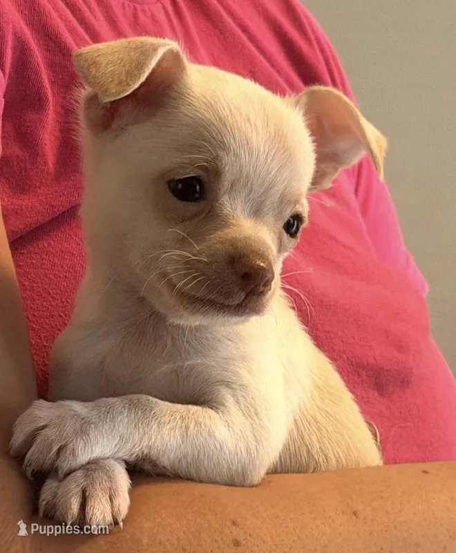CKC Gizmo – Chihuahua puppy for sale in Hubert, NC
