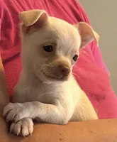 CKC Gizmo, a male Chihuahua for sale in Jacksonville, NC – 1 of 4