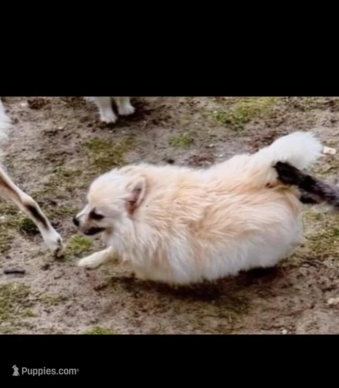 Neva – Pomeranian puppy for sale in Swansboro, NC