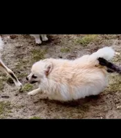 Neva, a female Pomeranian for sale in Swansboro, NC – 1 of 4