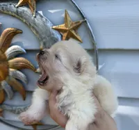 AKC Golden Boy, a male Pomeranian for sale in Wilmington, NC – 2 of 9