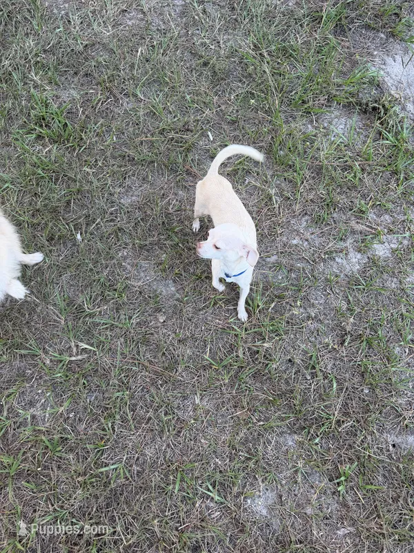 Finley - 3.5 Lbs  – Chihuahua puppy for sale in Hubert, NC