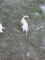 Finley - 3.5 Lbs , a female Chihuahua for sale in Castle Hayne, NC – 1 of 4