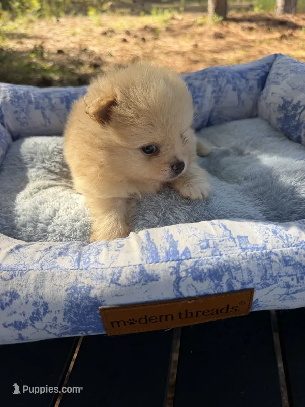 AKC Sunfyre – Pomeranian puppy for sale in Castle Hayne, NC
