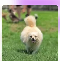 Squeaky, a female Pomeranian for sale in Swansboro, NC – 1 of 3