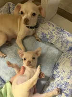 Finley, a female Chihuahua for sale in Castle Hayne, NC – 4 of 5