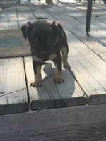 Baela, a female Chiweenie for sale in Wilmington, NC – 6 of 9
