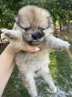 Duchess, a female Pomeranian for sale in Swansboro, NC – 5 of 5