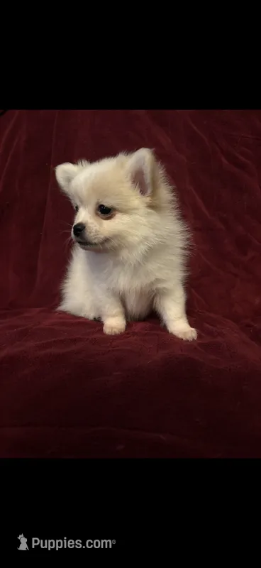 Nugget – Pomchi puppy on hold in Swansboro, NC