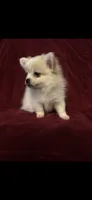 Nugget, a male Pomchi for sale in Swansboro, NC – 1 of 3