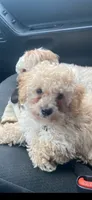 Bear, a male Maltipoo and Poodle - Miniature  for sale in Swansboro, NC – 3 of 3