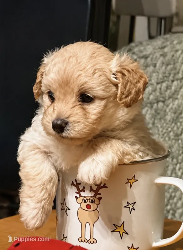 Bear – Maltipoo, Poodle - Miniature  puppy for sale in Wilmington, NC