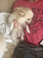 Neva, a female Pomeranian for sale in Swansboro, NC – 3 of 4
