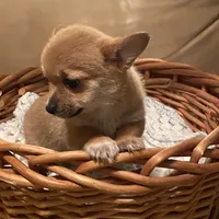 Eevee, a female Pomchi for sale in Swansboro, NC – Photo 6 of 7